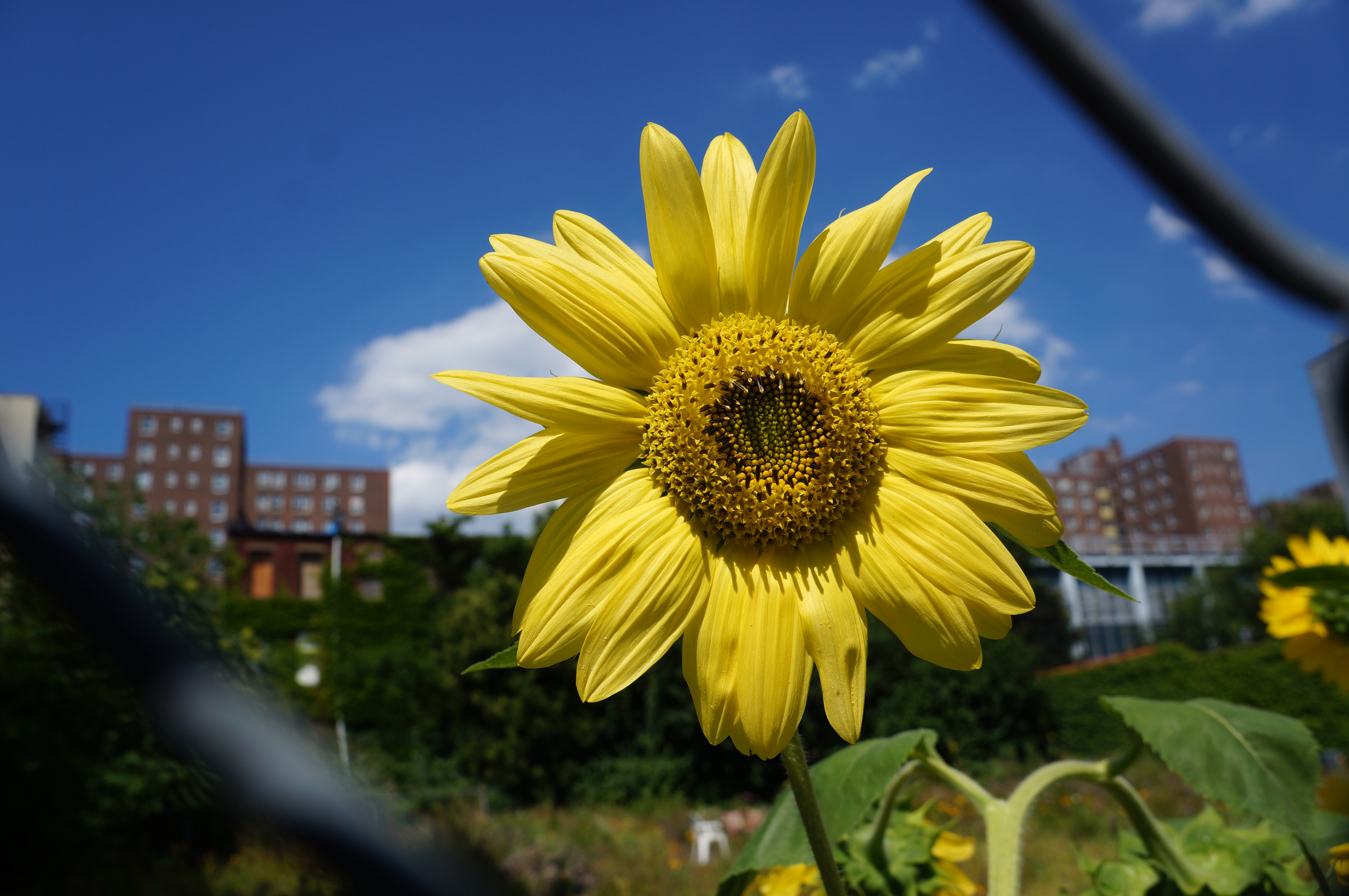 A sunflower grows behind the fence at Mandela Community Garden. Photo: Rebecca Baird-Remba/For Commercial Observer